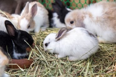 Tiere - Bauernhofurlaub in Radstadt, Nasnergut