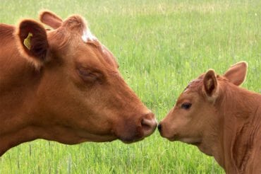 Tiere - Bauernhofurlaub in Radstadt, Nasnergut